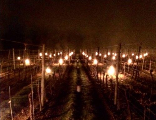 2026 – The year of the Frost!