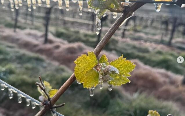 Stopham Vineyard frost on vines